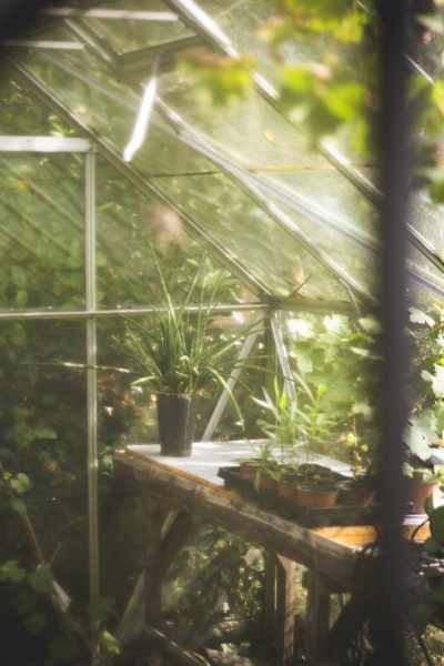 Växthus med små plantor i krukor